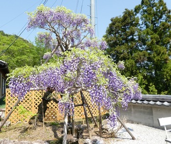 kiyo11