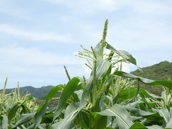 kibi1