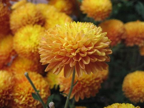 ダリア菊 オレンジ 写真集 季節の花 １２枚の新写真で ブログ巡りの休憩所