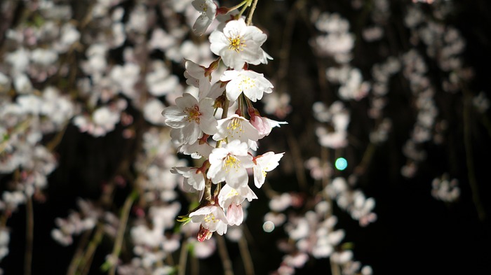5DSC08585