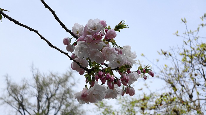 DSC03454111