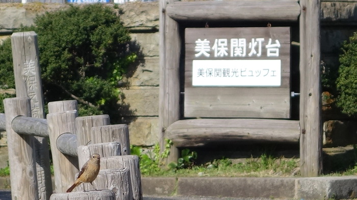 DSC09590 (1)