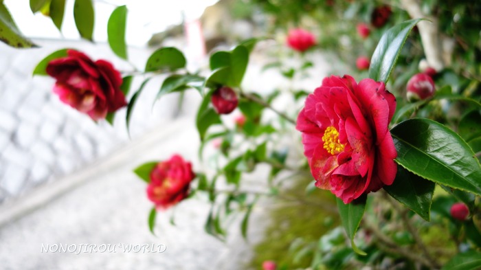 DSC06825n