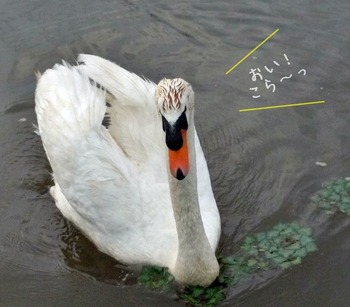 DSCN1869-crop