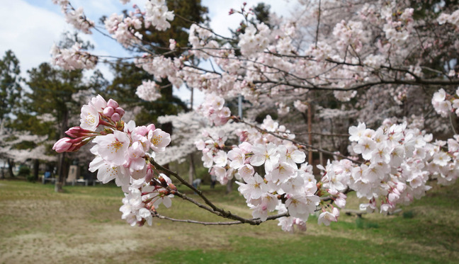 new_DSC05338