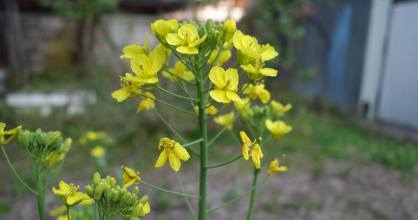 new_DSC09864