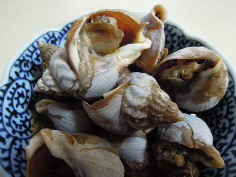 DSCN6577