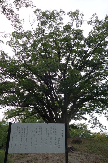 DSC03550