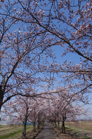 DSC02484