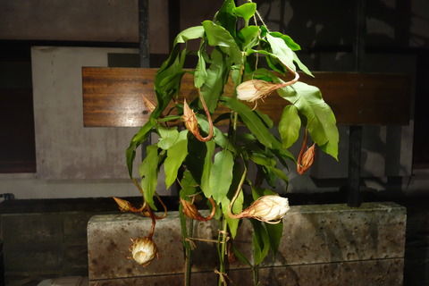 DSC06520
