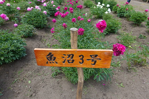 DSC04021