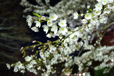 DSC02353
