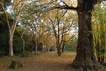枯れ葉の美学