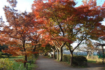 小石川植物園