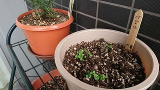 バジルの芽