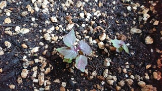 赤しその芽