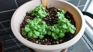バジル成長中