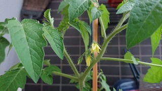 ミニトマトの花