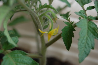 花が順調に咲きはじめた