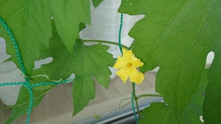 ゴーヤの1番花