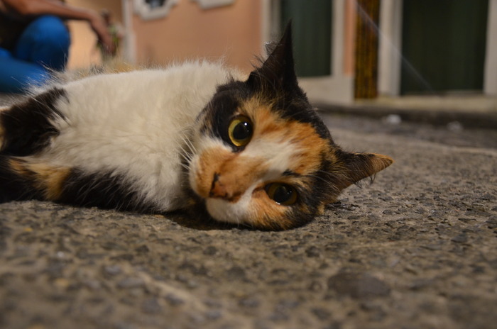DSC_8562