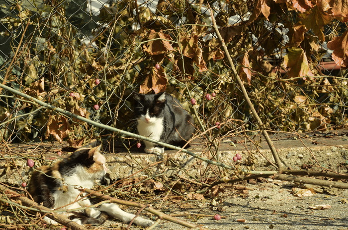 DSC_8526