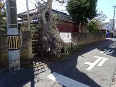 サイカチの木_2