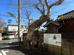 サイカチの木_1