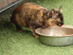 ごちそうさま