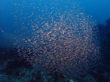 キンメモドキの稚魚