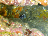 タテキン幼魚