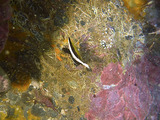 ハタタテダイの幼魚