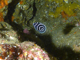 タテジマキンチャクダイの幼魚