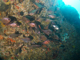 トビエイの根のツマグロハタンポ