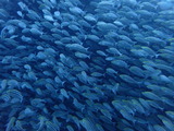 P8121151