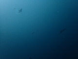 P9050237