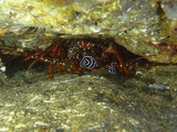 タテキン幼魚
