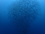 P8121146