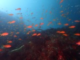 キンギョハナダイ