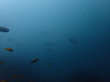 ヒラマサの群れ