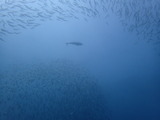 P8111448