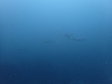 P7050220