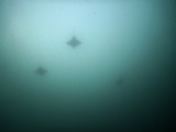 トビエイ5〜6枚群れてた!