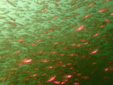 P7150452