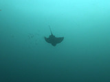 トビエイ