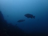 クエ