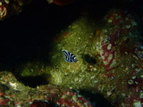 タテジマキンチャクダイ幼魚