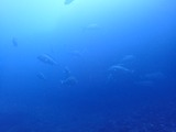 コロダイの群れ
