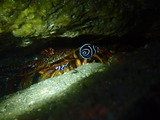 タテジマキンチャクダイの幼魚