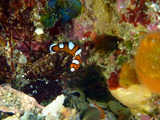 ツユベラの幼魚